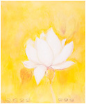White Lotus